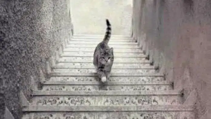 Gato sube o baja escaleras