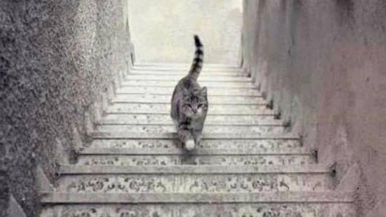 Gato sube o baja escaleras