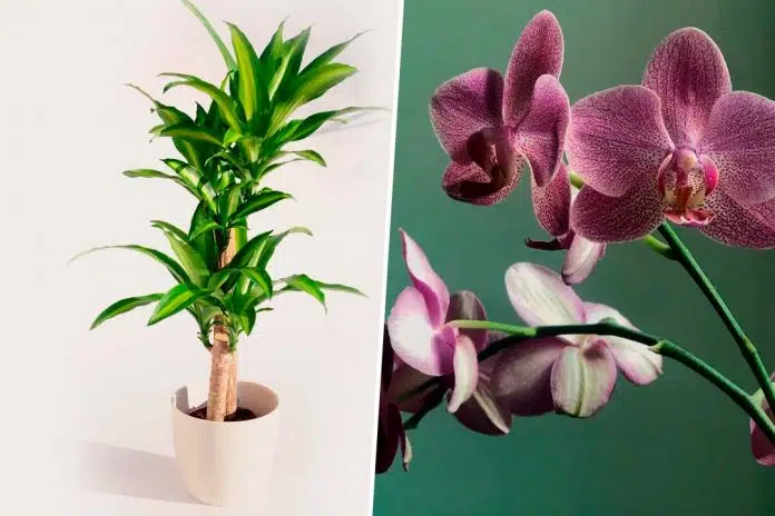 8 plantas que traerán un ambiente positivo a tu hogar