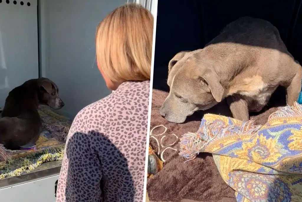 Una perra desaparecida se reencuentra con su familia 12 años después