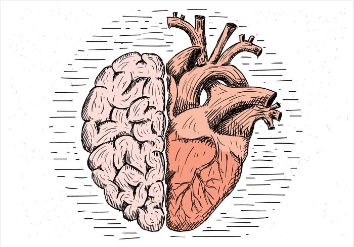 Ilustración cerebro y corazón