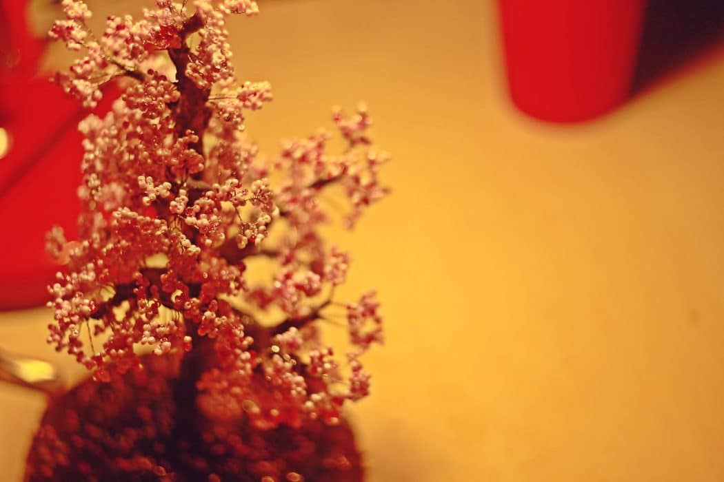 Plantas para Navidad que dan buena suerte Plantas para Navidad que dan buena suerte